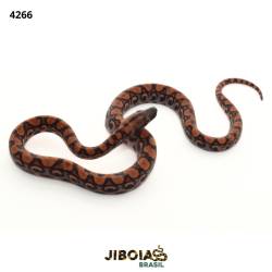 Jiboia arco-íris da...