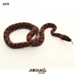 Jiboia arco-íris da...