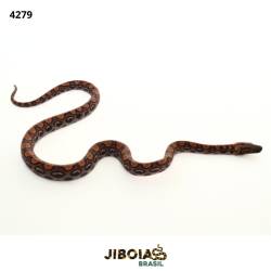 Jiboia arco-íris da...