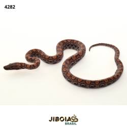 Jiboia arco-íris da...