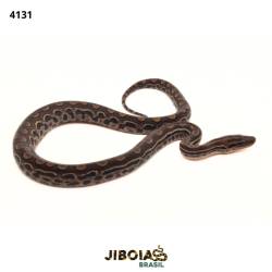 Jiboia arco-íris da...