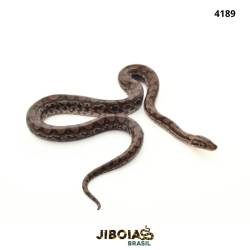 Jiboia arco-íris Norte...