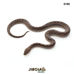 Jiboia arco-íris Norte...