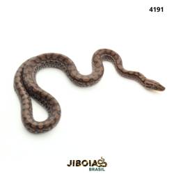 Jiboia arco-íris Norte...