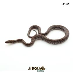 Jiboia arco-íris Norte...