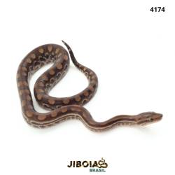 Jiboia arco-íris do Cerrado...