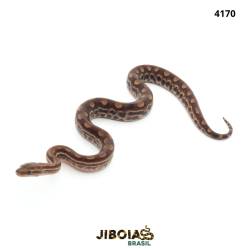 Jiboia arco-íris do Cerrado...