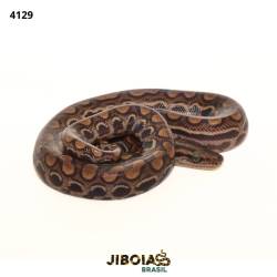 Jiboia arco-íris da...