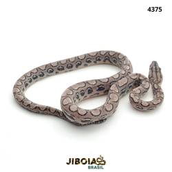 Jiboia arco-íris da Mata...