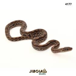 Jiboia arco-íris da...