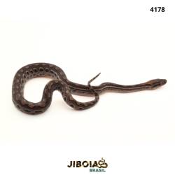 Jiboia arco-íris da...