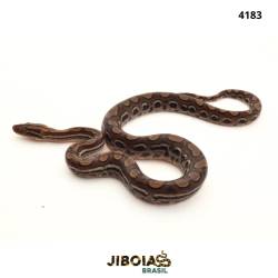 Jiboia arco-íris da...