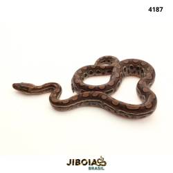 Jiboia arco-íris da...