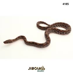 Jiboia arco-íris da...