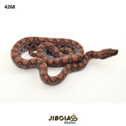 Jiboia arco-íris da...