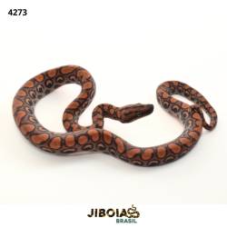 Jiboia arco-íris da...