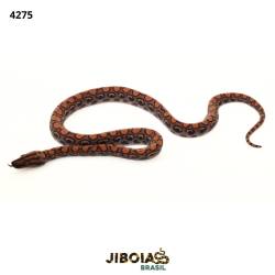 Jiboia arco-íris da...