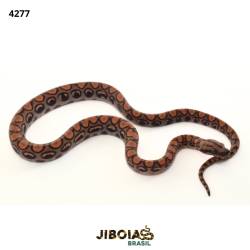 Jiboia arco-íris da...