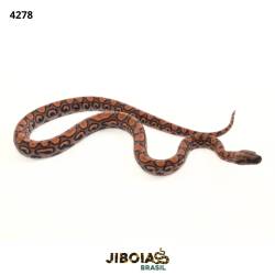 Jiboia arco-íris da...