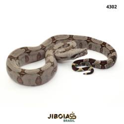 Jiboia Bcc ( Boa...