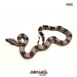 Jiboia Bcc ( Boa...