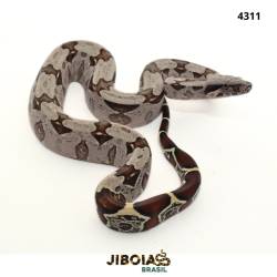 Jiboia Bcc ( Boa...