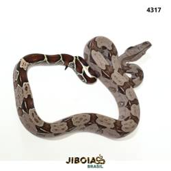Jiboia Bcc ( Boa...