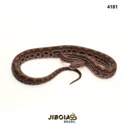 Jiboia arco-íris da...