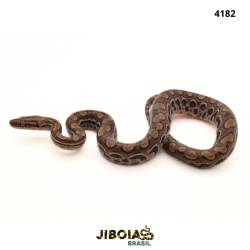 Jiboia arco-íris da...