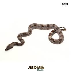 Jiboia Bcc ( Boa...