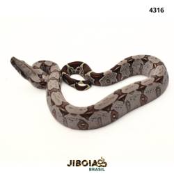 Jiboia Bcc ( Boa...
