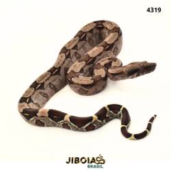 Jiboia Bcc ( Boa...