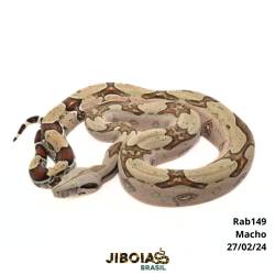 Jiboia Bcc ( Boa...
