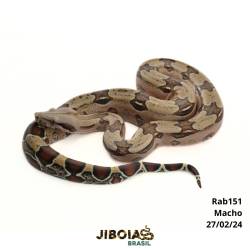 Jiboia Bcc ( Boa...