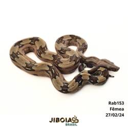 Jiboia Bcc ( Boa...