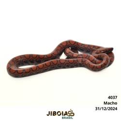 Jiboia arco-íris da...