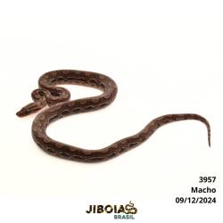 Jiboia arco-íris da...