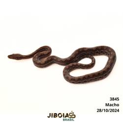 Jiboia arco-íris da...