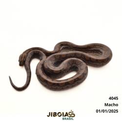 Jiboia arco-íris Norte...