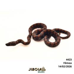 Jiboia arco-íris da...