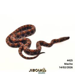 Jiboia arco-íris da...