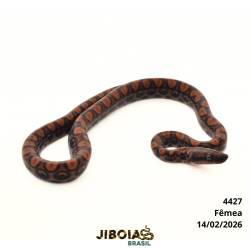 Jiboia arco-íris da...