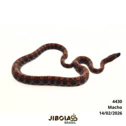 Jiboia arco-íris da...