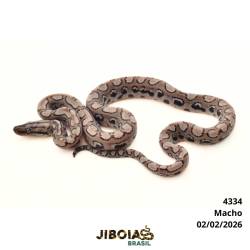 Jiboia arco-íris da Mata...