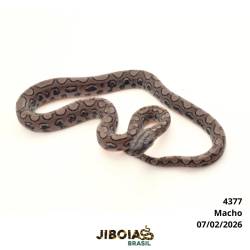 Jiboia arco-íris da Mata...