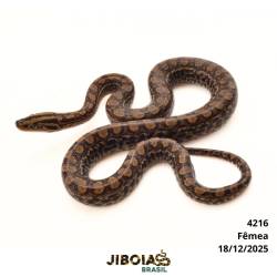 Jiboia arco-íris Norte...