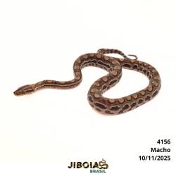 Jiboia arco-íris da...