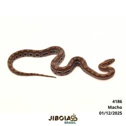 Jiboia arco-íris da...