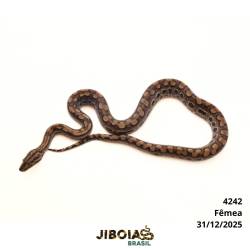 Jiboia arco-íris da...