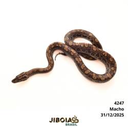 Jiboia arco-íris da...